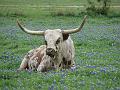 Texas Spring 038